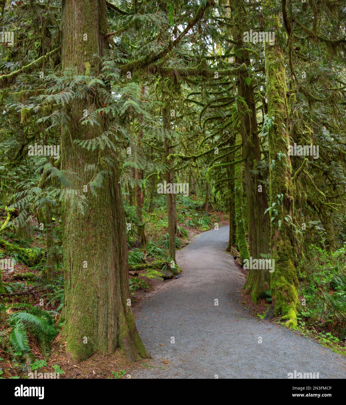 Sentiero che si snoda attraverso una lussureggiante foresta, Houston Trail nel Derby Reach Regional Park, Langley, British Columbia, Canada Foto Stock