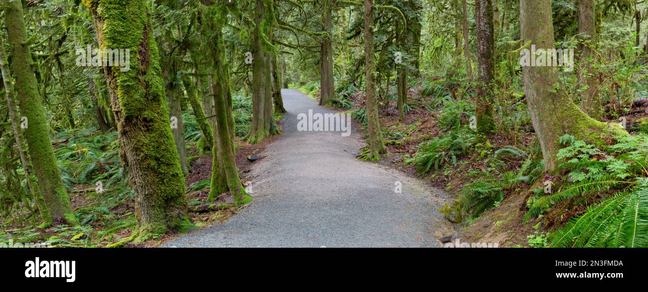 Sentiero che si snoda attraverso una lussureggiante foresta, Houston Trail nel Derby Reach Regional Park, Langley, British Columbia, Canada Foto Stock