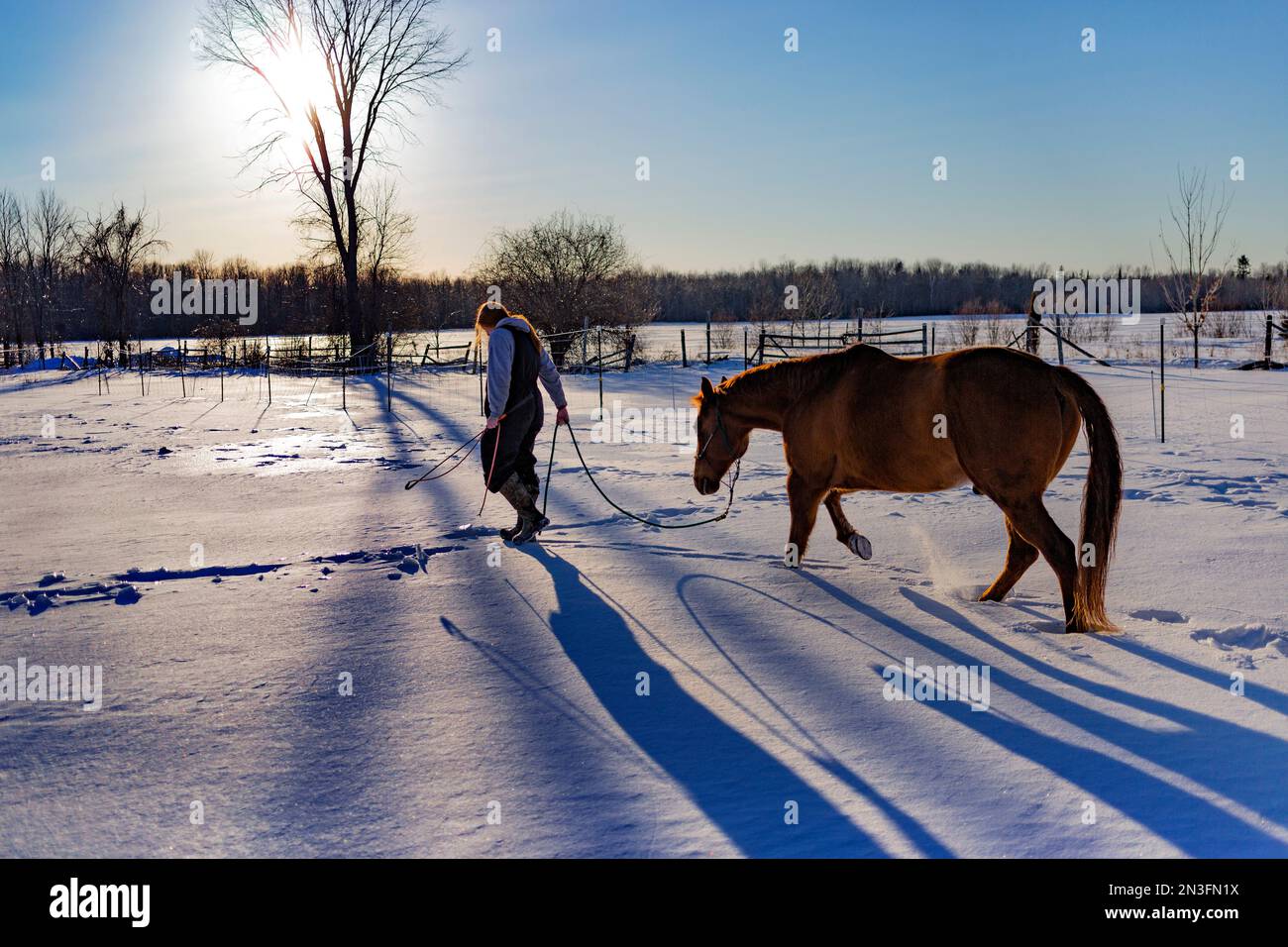 La ragazza conduce un cavallo attraverso un campo innevato; Ottawa Valley, Ontario, Canada Foto Stock
