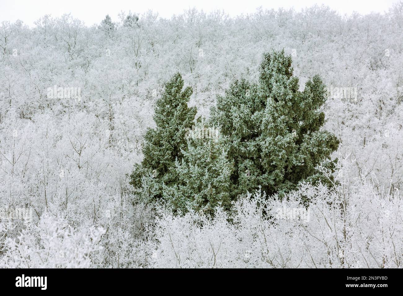 Albero sempreverde ghiacciato tra una collina di alberi decidui ghiacciati; Calgary, Alberta, Canada Foto Stock