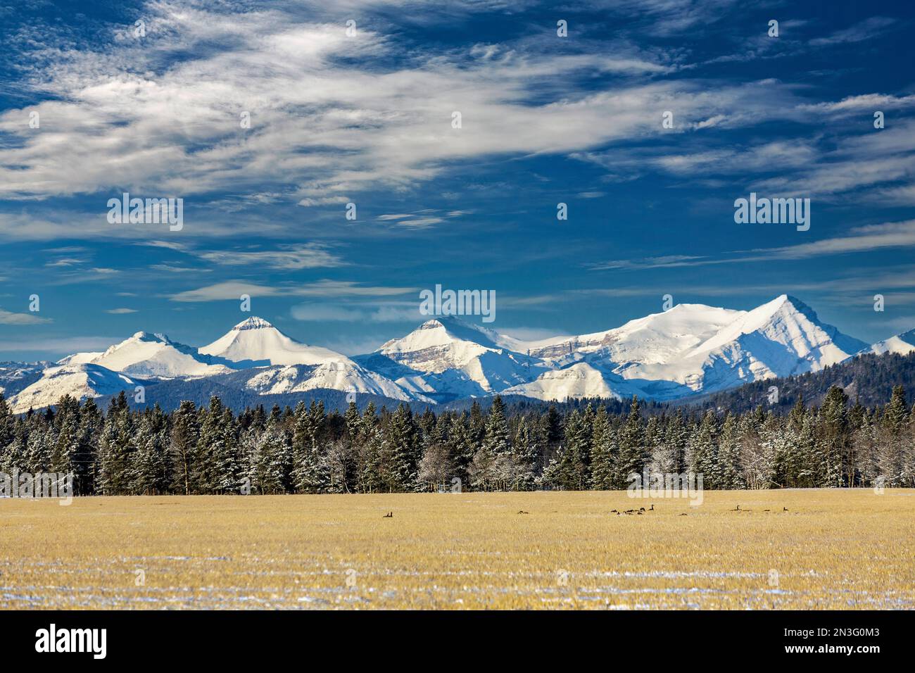 Catena montuosa innevata delle Montagne Rocciose con una fila di alberi sempreverdi ghiacciati, campo di stoppia con un gregge di oche canadesi, cielo blu e nuvole, a ovest di C... Foto Stock