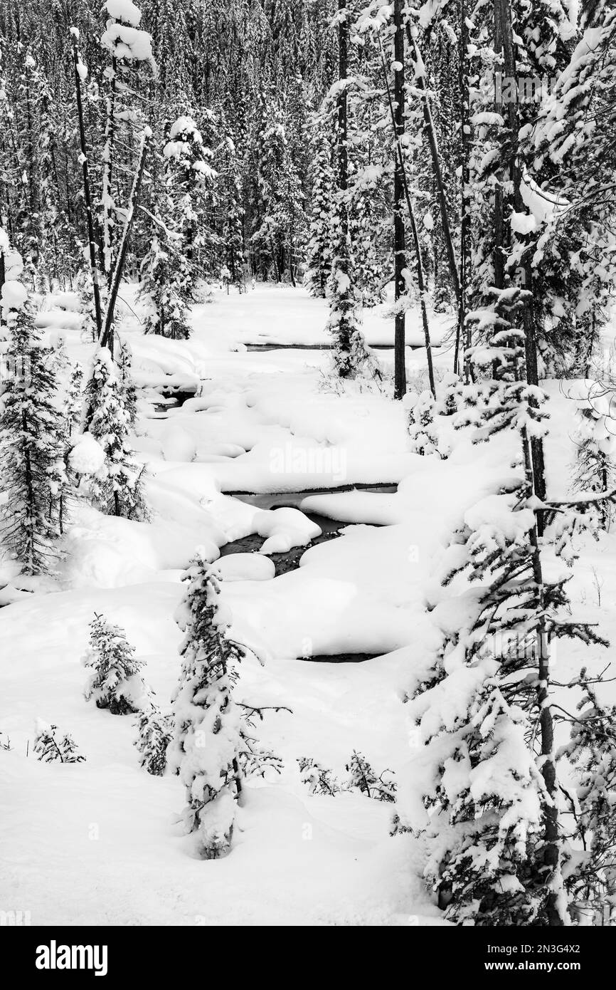 Immagine in bianco e nero di un torrente parzialmente congelato nel Parco Nazionale di Banff durante l'inverno; Banff, Alberta, Canada Foto Stock