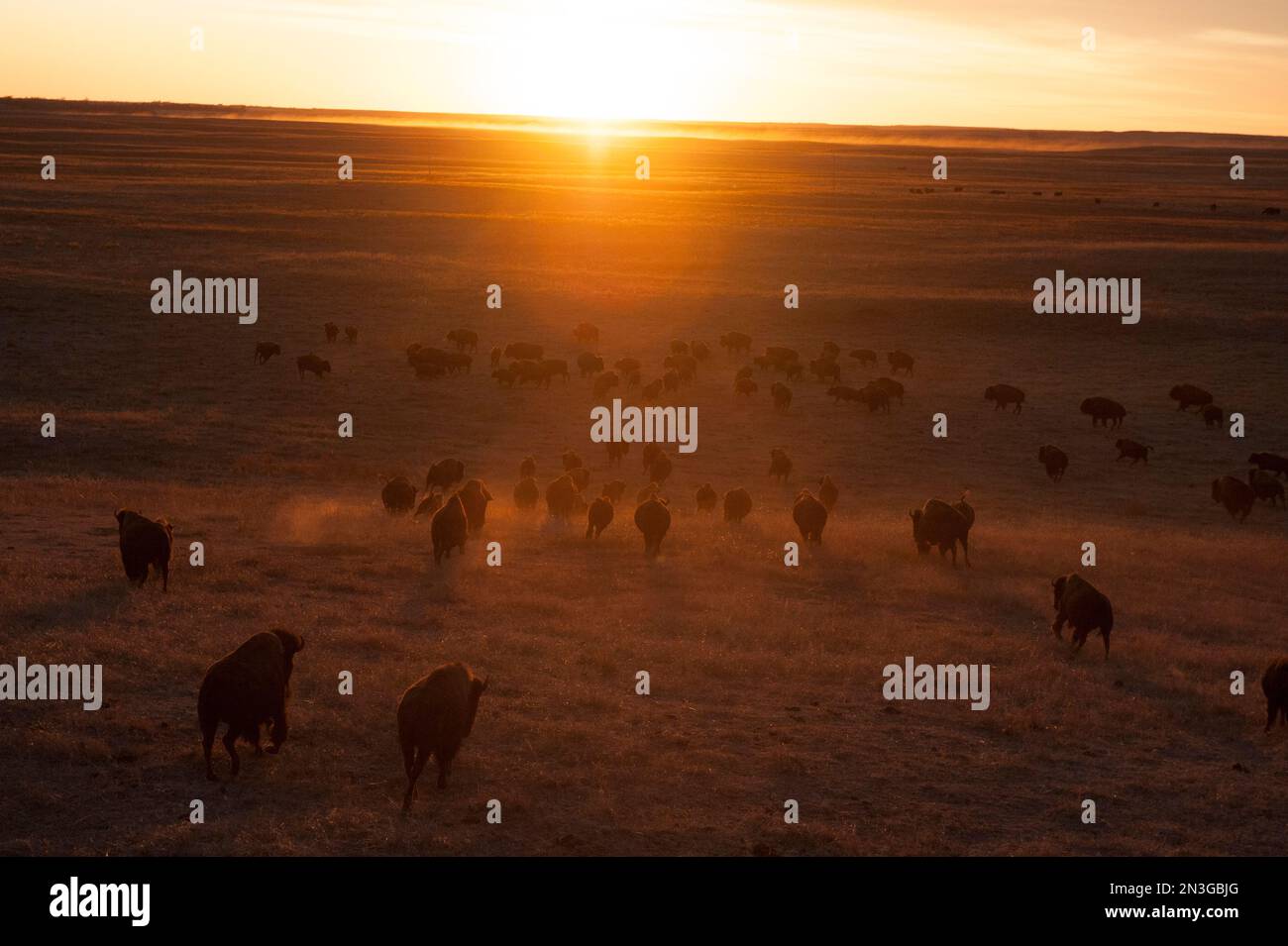 Mandria di bisonti (Bison bison) che corre al tramonto in un ranch vicino a Valentine, Nebraska, USA; Valentine, Nebraska, Stati Uniti d'America Foto Stock