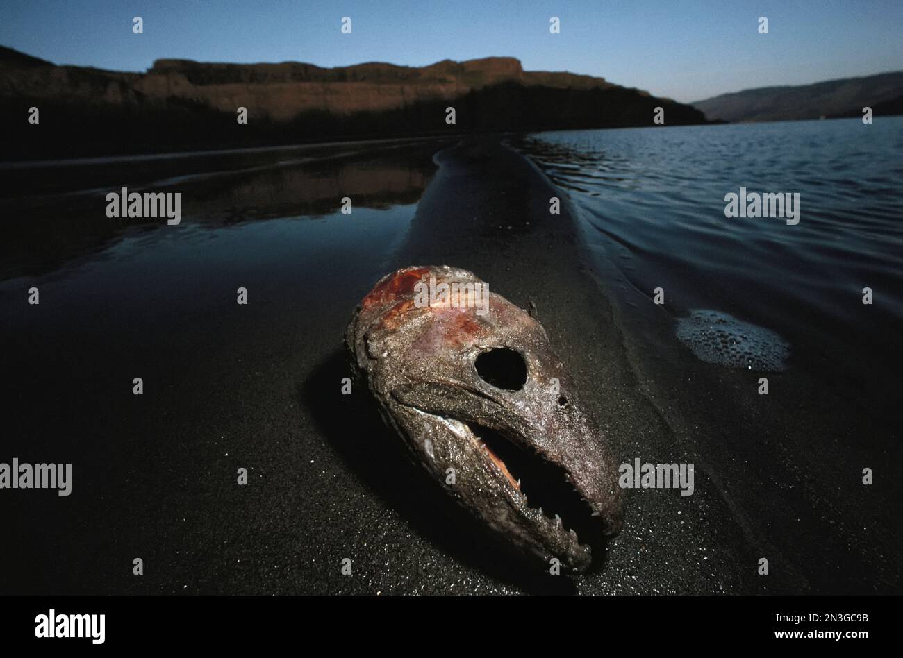 Il cranio di un salmone, su una barra di sabbia durante il suo viaggio lungo il fiume Columbia. Questa è un'area in cui i nativi americani puliscono il pesce che hanno catturato. ... Foto Stock