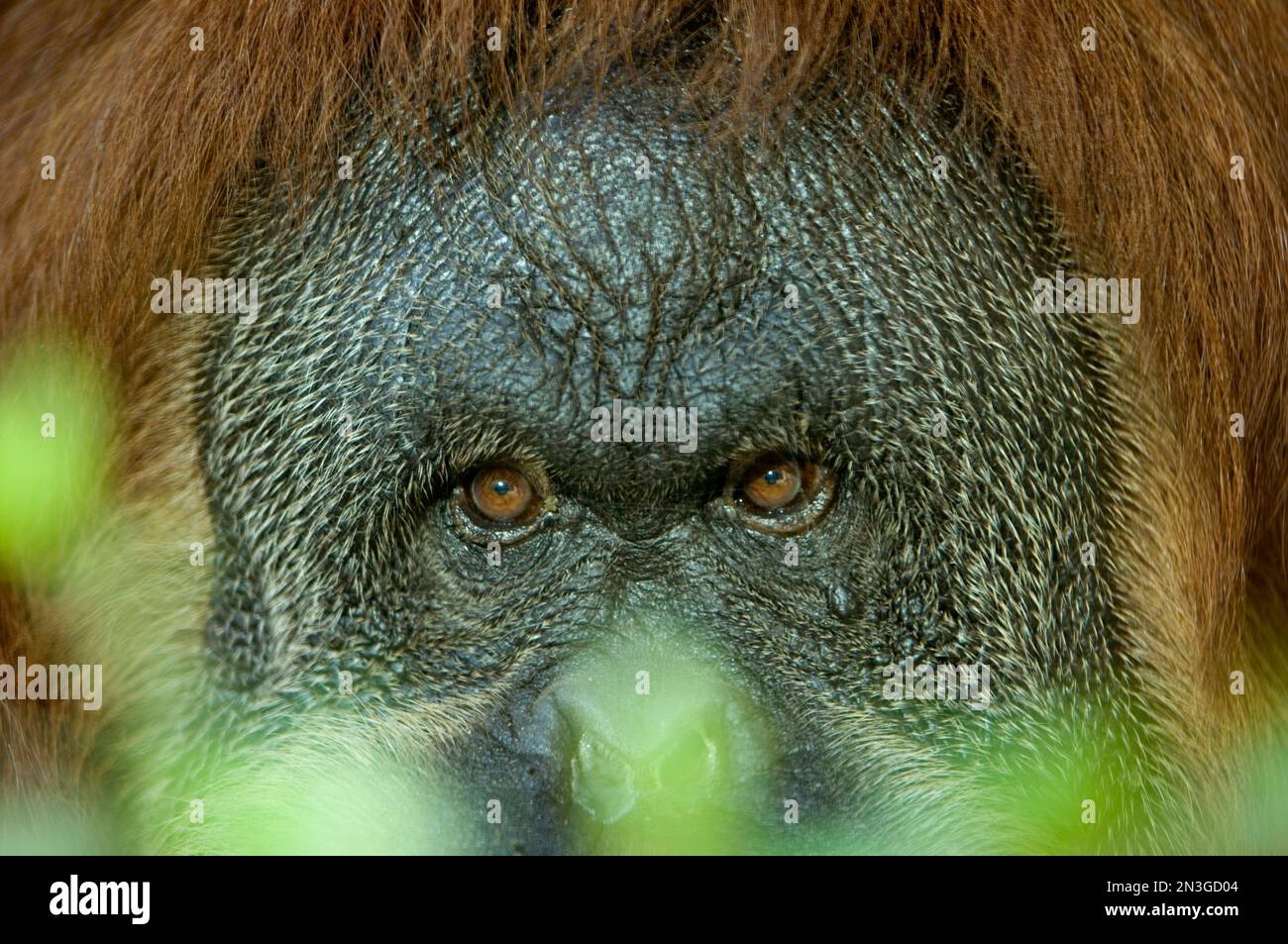 Ritratto ravvicinato di un orangutano maschio allo zoo della contea di Sedgwick; Wichita, Kansas, Stati Uniti d'America Foto Stock