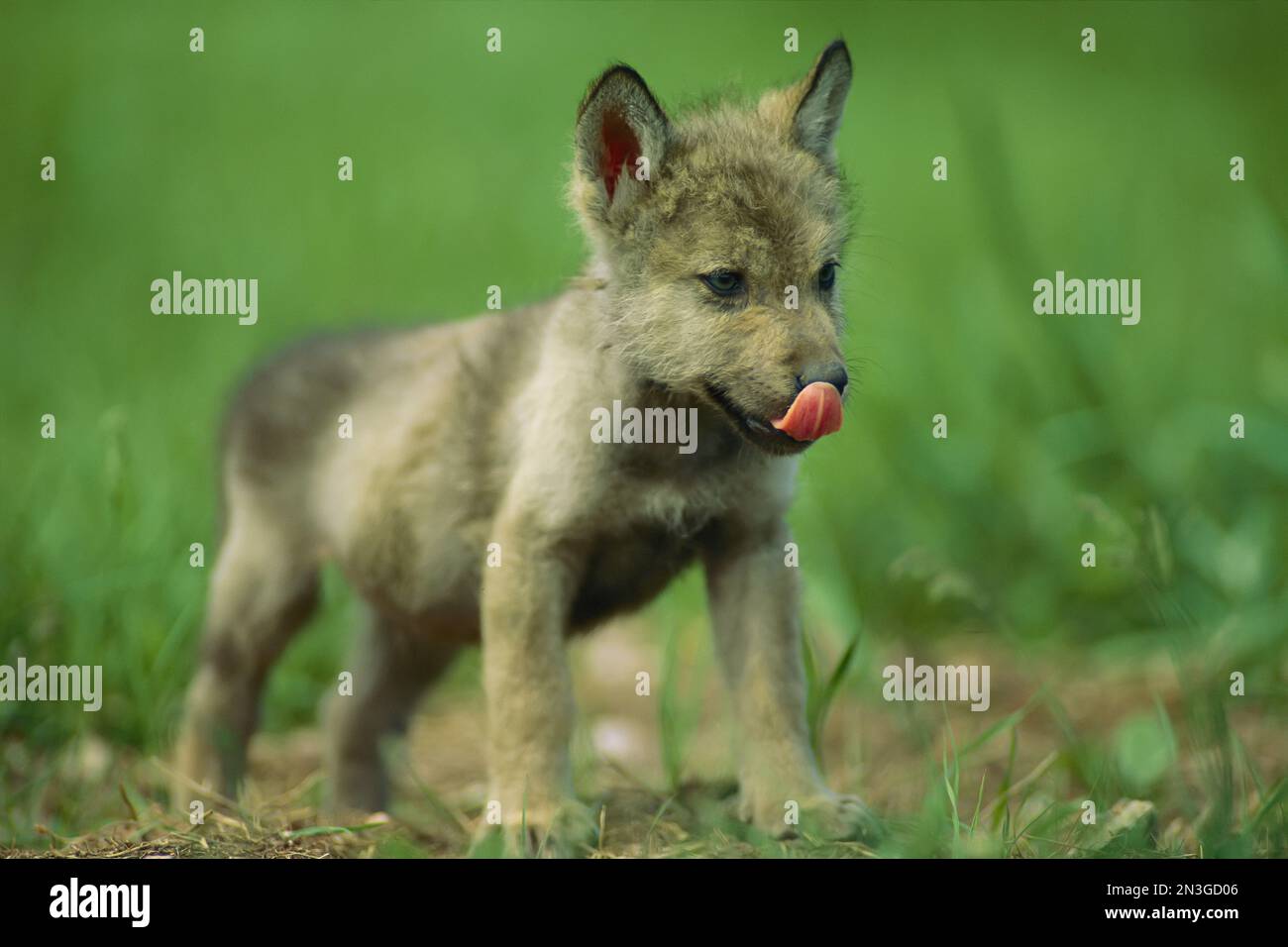 Il cucciolo di lupo grigio prigioniero (Canis lupus) gli lecca il naso; Rapid City, South Dakota, Stati Uniti d'America Foto Stock