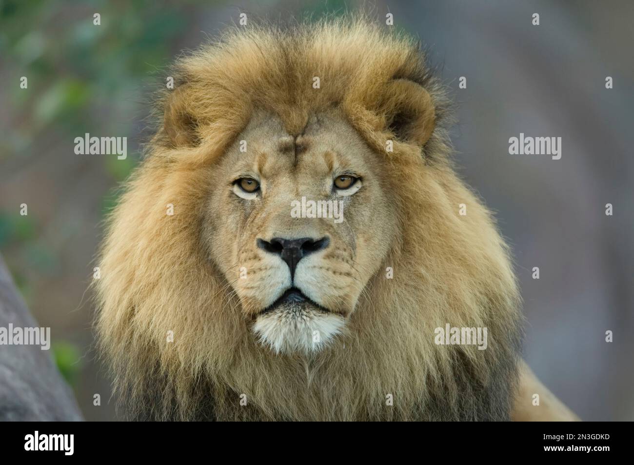 Ritratto di un leone africano (Panthera leo) allo zoo della contea di Sedgwick; Wichita, Kansas, Stati Uniti d'America Foto Stock