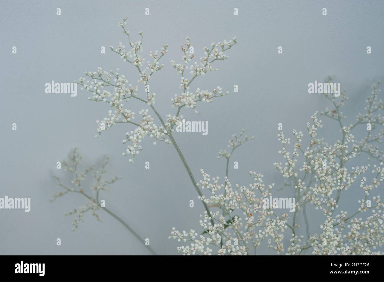 Foto in studio di un Eriogonum annuale (Eriogonum annuum) su sfondo grigio; Studio Foto Stock