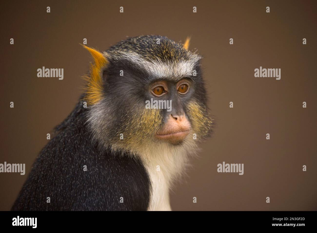 Ritratto ravvicinato di una scimmia di Sykes (Cercopithecus albogularis) su sfondo marrone; Colorado Springs, Colorado, Stati Uniti d'America Foto Stock