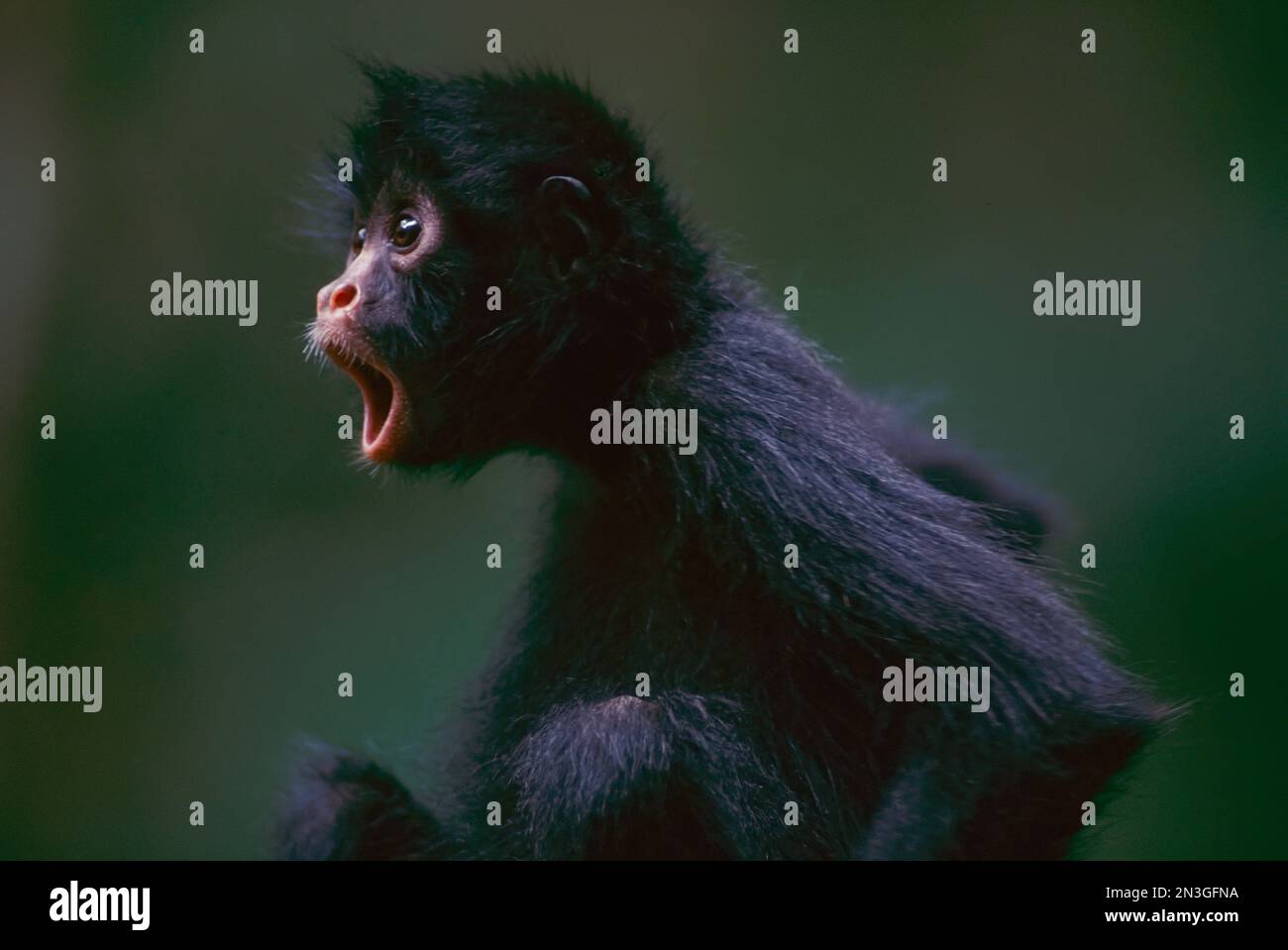 Ritratto di una scimmia ragno orfana dalla faccia nera (Ateles chamek) con uno sguardo scioccato sul suo volto in un luogo sconosciuto Foto Stock