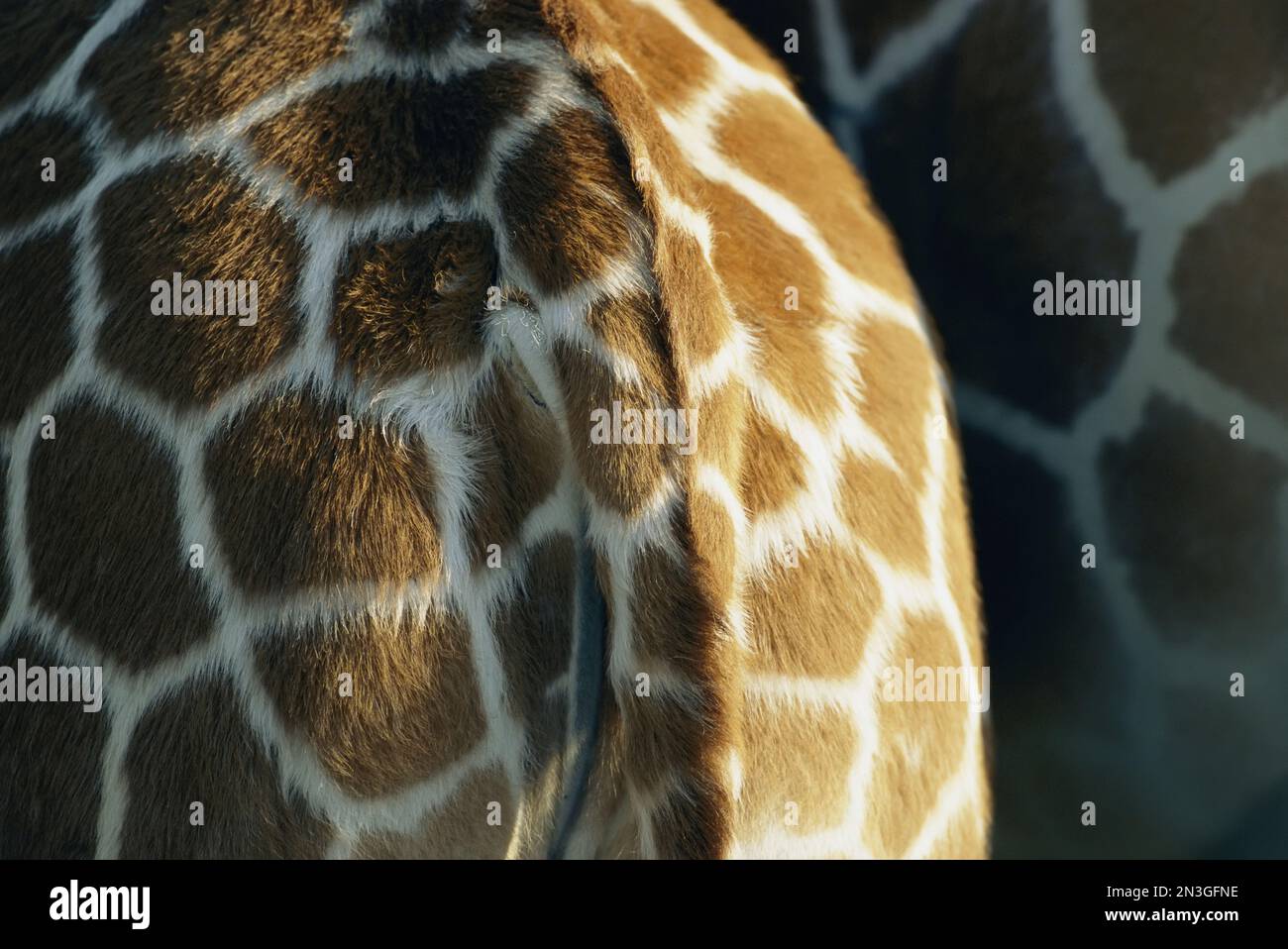 Vista ravvicinata delle parti posteriori di una giraffa reticolata (Giraffa reticulata); Glen Rose, Texas, Stati Uniti d'America Foto Stock
