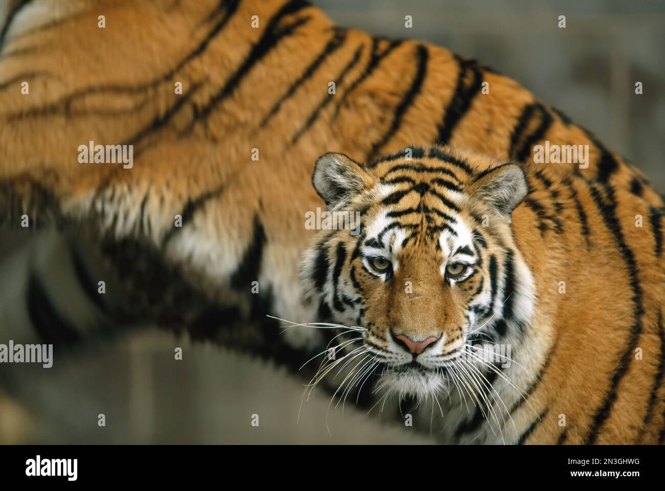 Un paio di tigri siberiane (Panthera tigris altaica) riposano insieme in un recinto dello zoo; Omaha, Nebraska, Stati Uniti d'America Foto Stock