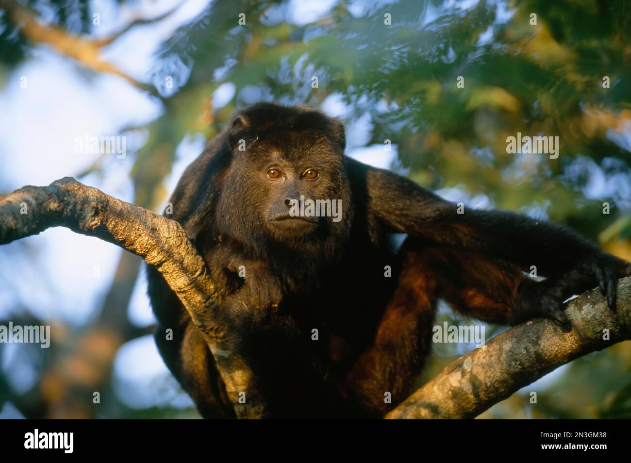 Maschio scimmia urlatrice nera (Alouatta caraya) in un albero; Pantanal, Brasile Foto Stock