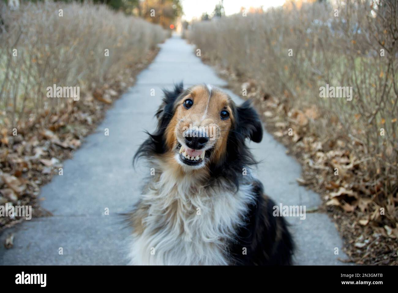 Un cane Sheltie ruba alla telecamera; Lincoln, Nebraska, Stati Uniti d'America Foto Stock