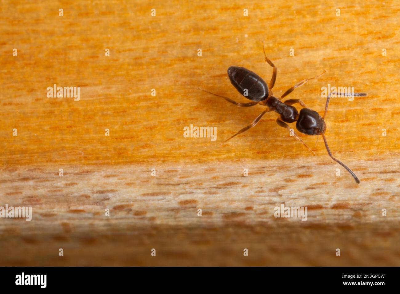 Formica odorosa (Tapinoma Sessile); Lincoln, Nebraska, Stati Uniti d'America Foto Stock