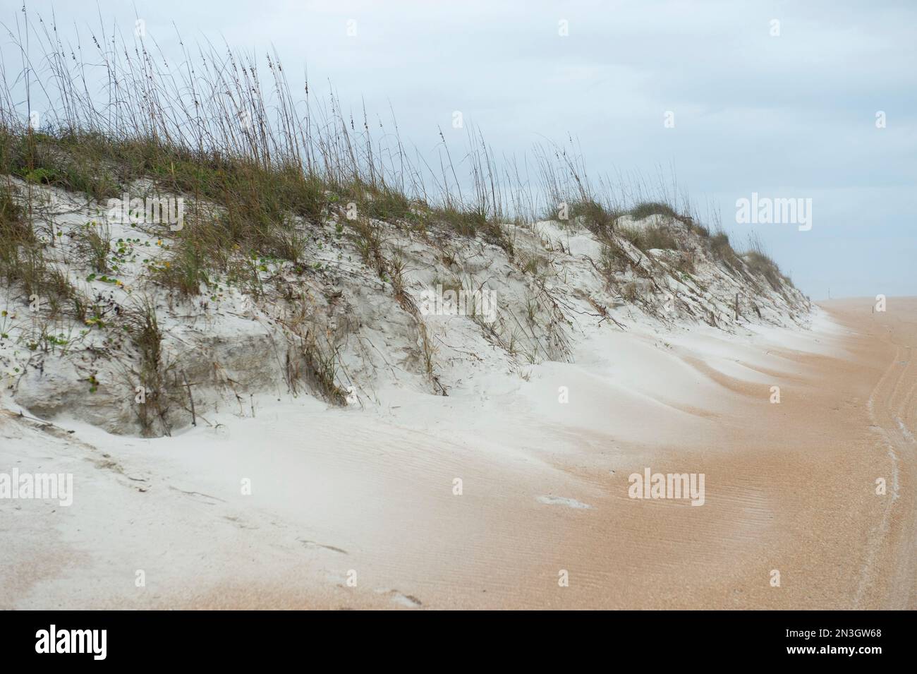 L'habitat naturale delle dune di sabbia del topo da spiaggia dell'isola di Anastasia (Peromyscus polionotus phasma), a rischio federale, e l'Anastasia Island State Park Foto Stock