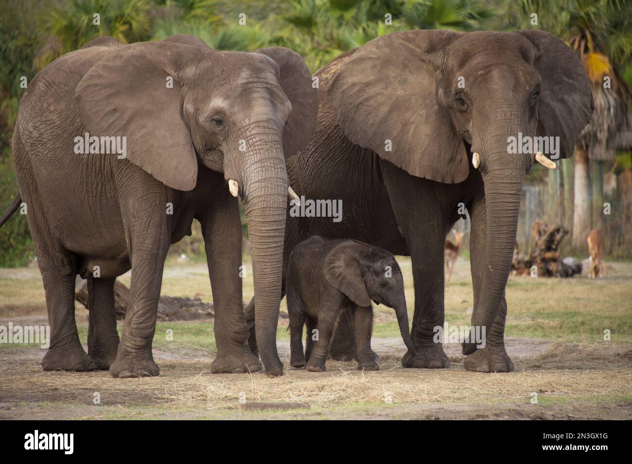 Due elefanti africani vulnerabili (Loxodonta africana) e un vitello di cinque mesi in uno zoo; Tampa, Florida, Stati Uniti d'America Foto Stock