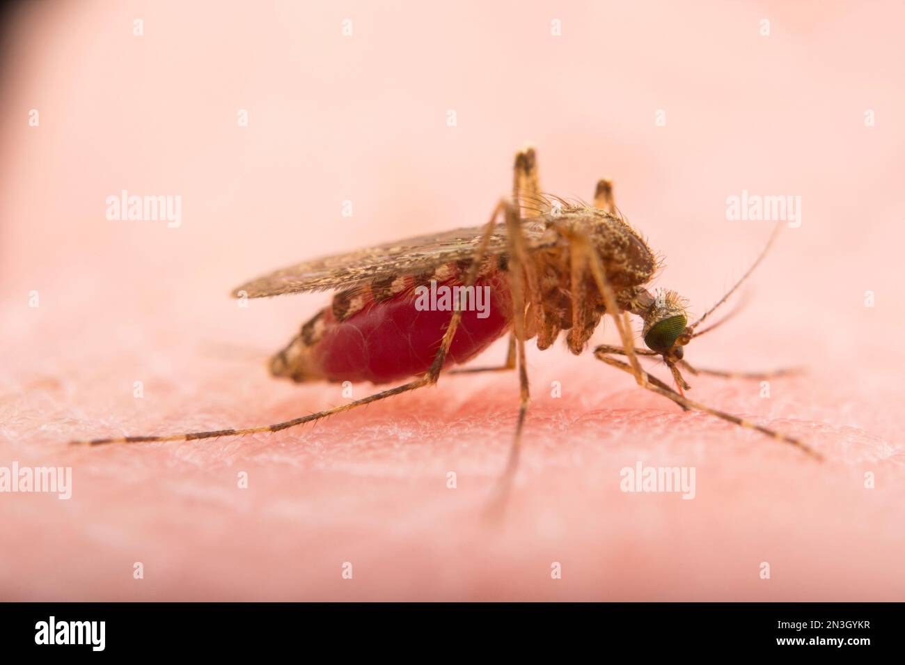 Primo piano di una zanzara (Culex tarsalis) seduta sulla pelle umana inghiottita di sangue; Crosslake, Minnesota, Stati Uniti d'America Foto Stock