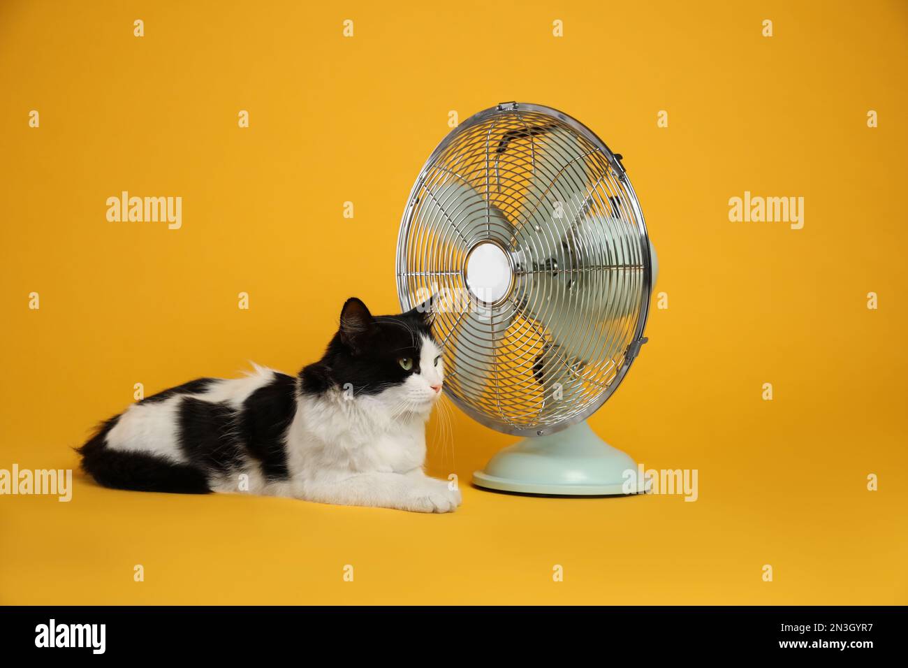 Carino gatto lanuginoso godendo flusso d'aria dal ventilatore su sfondo  giallo. Caldo estivo Foto stock - Alamy