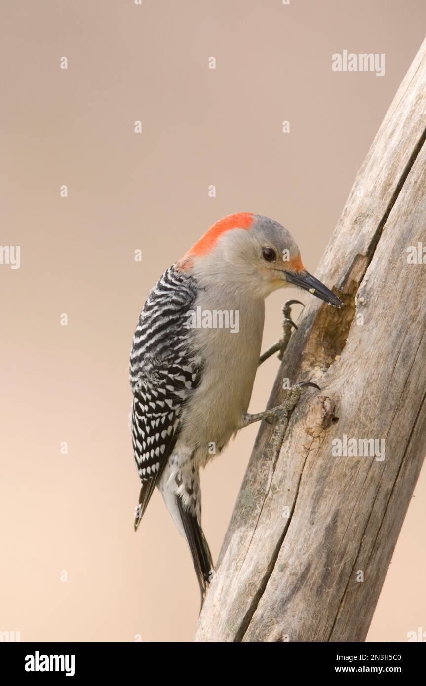 Il picchio dai capelli rossi (Melanerpes carolinus) trova un pasto; Walton, Nebraska, Stati Uniti d'America Foto Stock