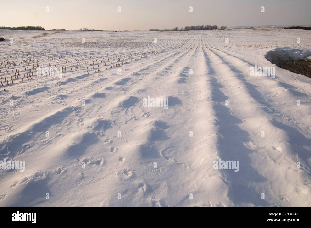 Greater Prairie Chicken Tracks in un campo agricolo innevato a Burwell, Nebraska, USA; Burwell, Nebraska, Stati Uniti d'America Foto Stock