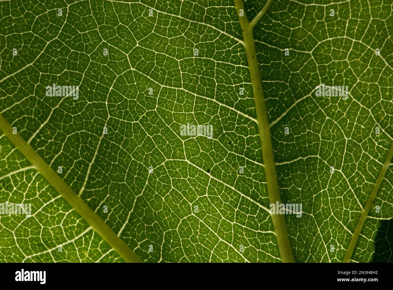 Dettaglio ravvicinato della vendetta su una foglia di vite; Lincoln, Nebraska, Stati Uniti d'America Foto Stock