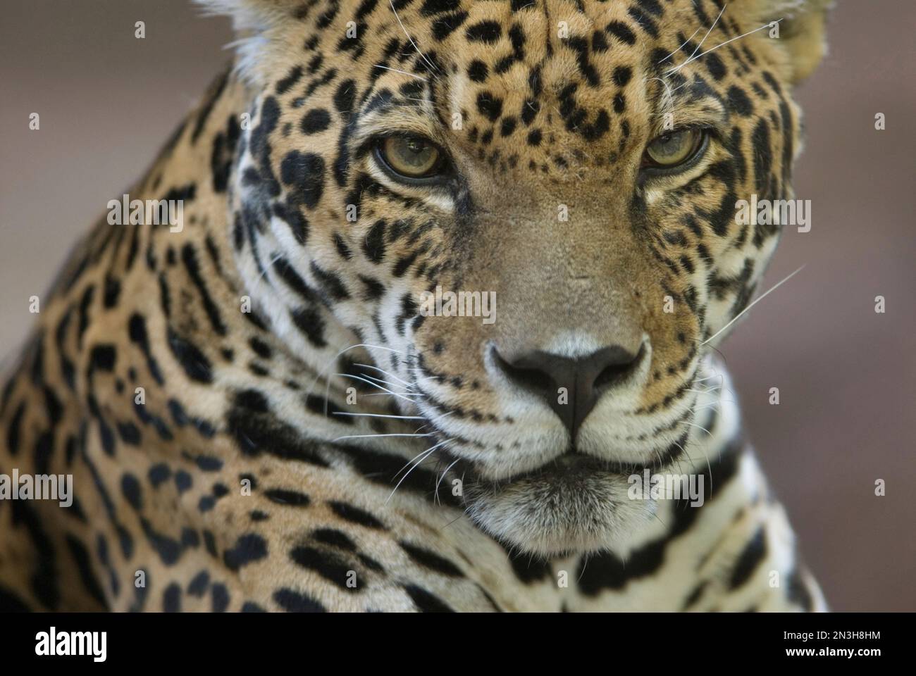 Ritratto ravvicinato di un giaguaro (Panthera onca) in uno zoo; Omaha, Nebraska, Stati Uniti d'America Foto Stock Ritratto ravvicinato di un giaguaro (Panthera onca) in uno zoo; Omaha, Nebraska, Stati Uniti d'America Foto Stock