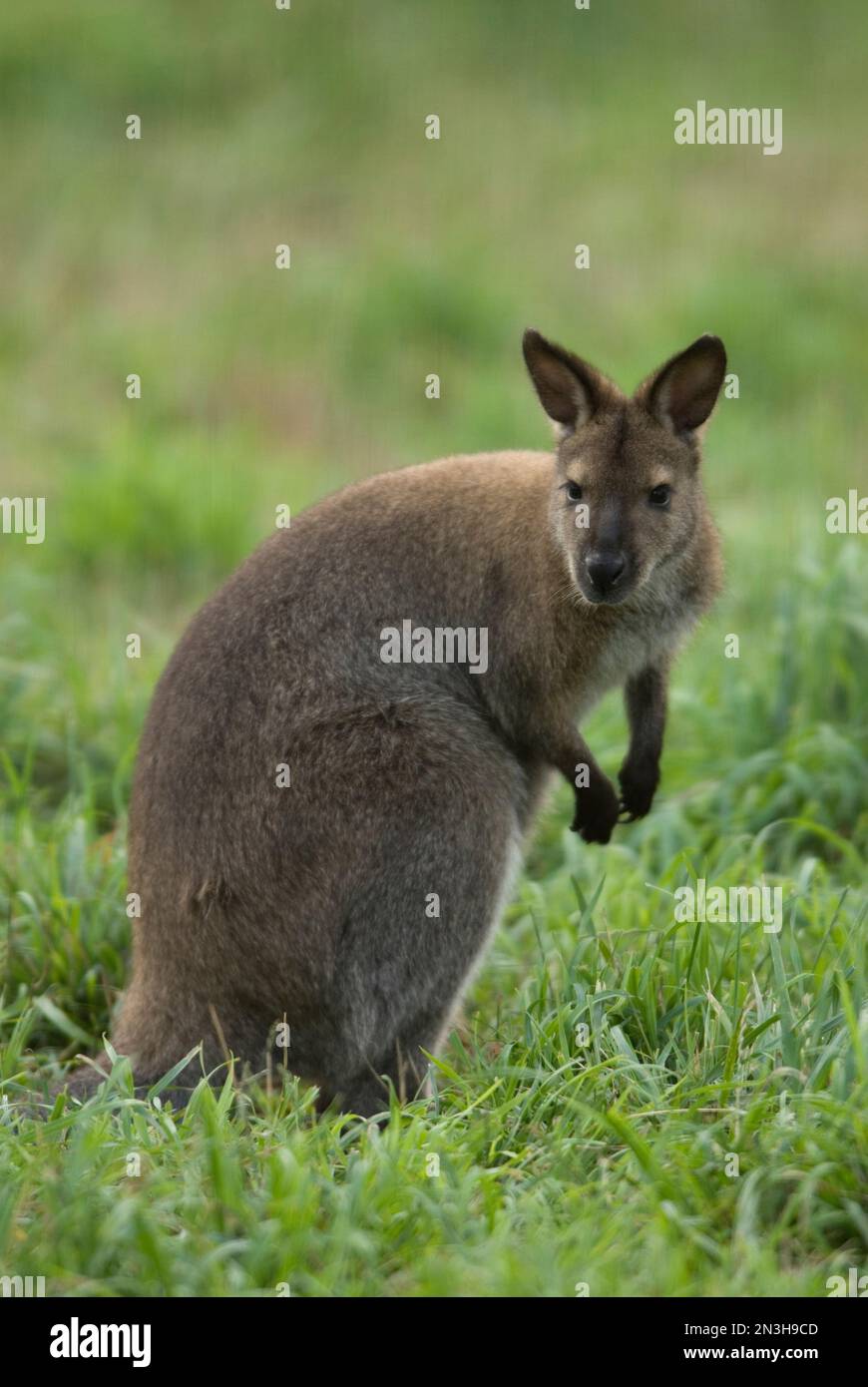 Ritratto di un wallaby dal collo rosso (Notamacropus rufogriseus) in piedi sull'erba in uno zoo; Omaha, Nebraska, Stati Uniti d'America Foto Stock