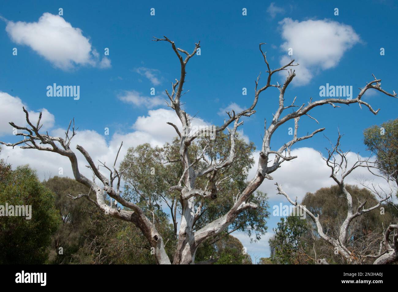 Tronco di albero di Stark, che fornisce habitat prezioso per la fauna selvatica presso la riserva del lago McIntyre, Millicent, sud-est Australia Foto Stock