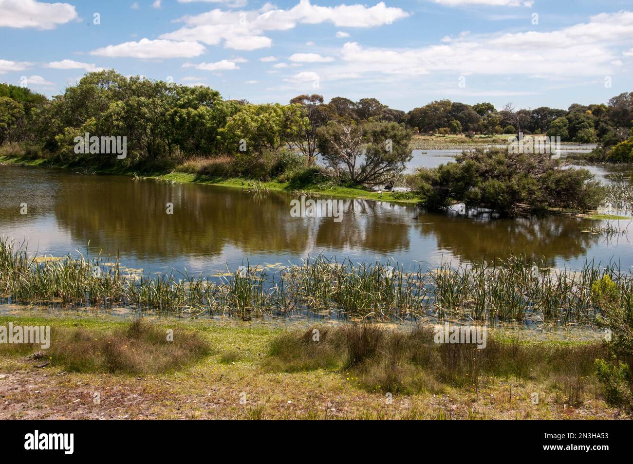 Il lago McIntyre è una riserva naturale e vegetazionale a Millicent, Australia Meridionale, creata da una cava in cui è stata disturbata una sorgente. Foto Stock
