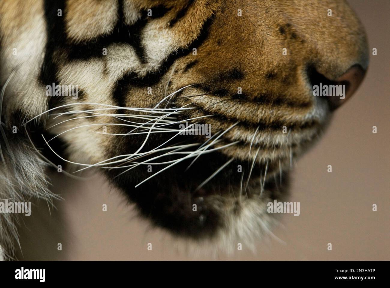 Primo piano dei baffi, bocca, naso e pelli di una tigre indocinese (Panthera tigri tigri) in uno zoo Foto Stock