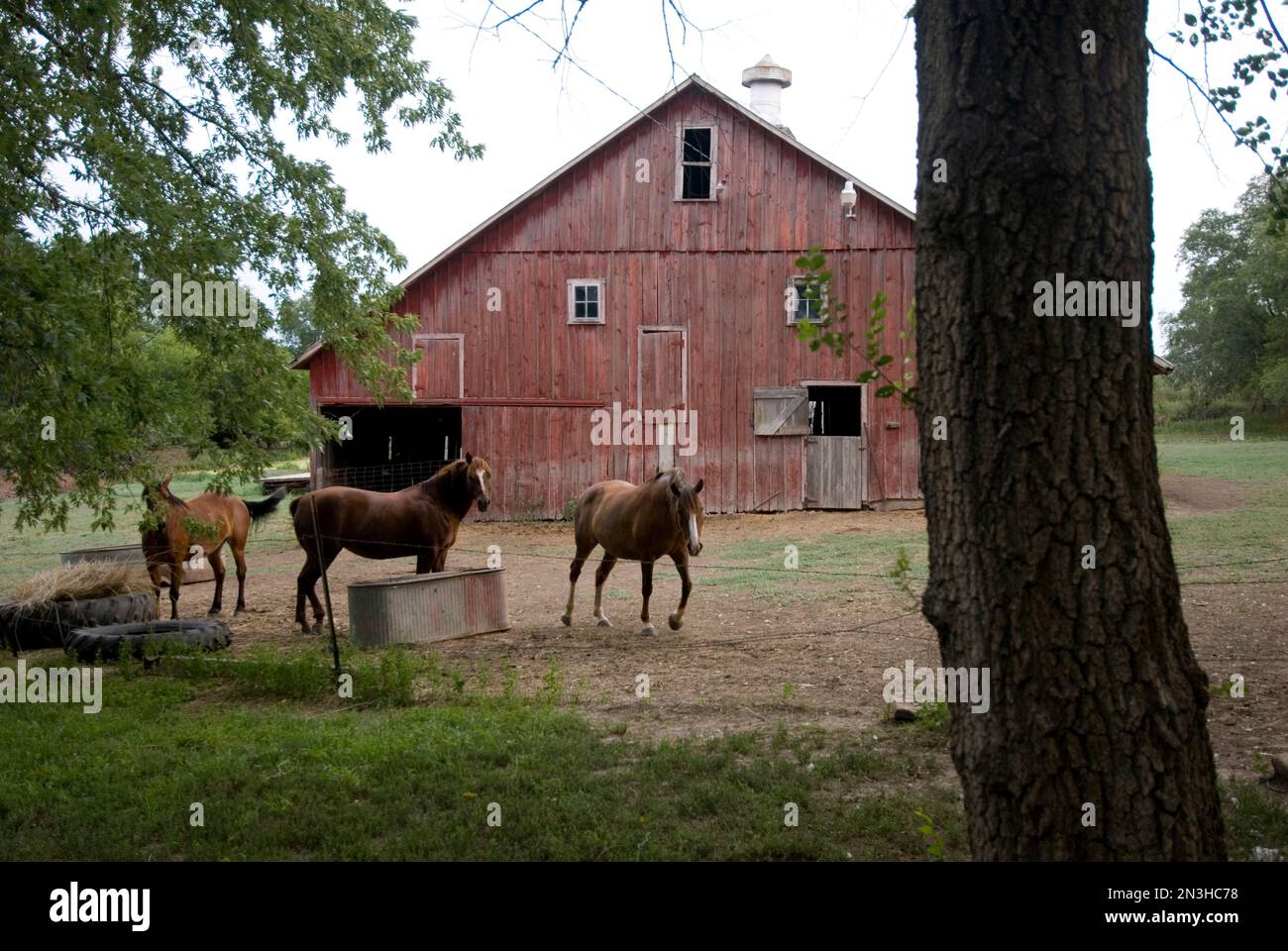 Stalla rossa e cavalli in un'allevamento nel Nebraska orientale, Stati Uniti d'America; Talmage, Nebraska, Stati Uniti d'America Foto Stock