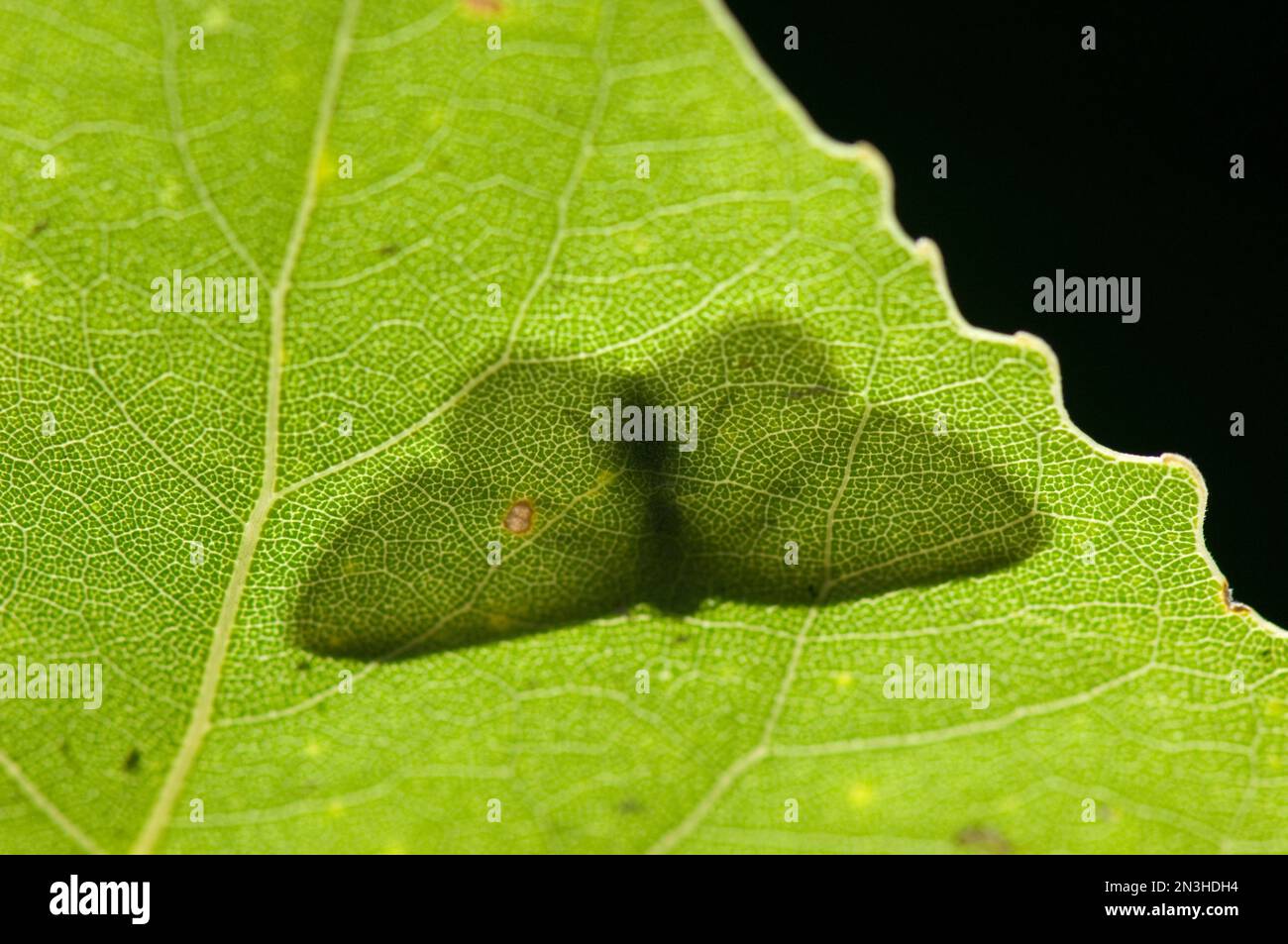 Dettaglio ravvicinato dell'ombra di una falena fusa su una foglia di un albero di cottonwood; Lincoln, Nebraska, Stati Uniti d'America Foto Stock
