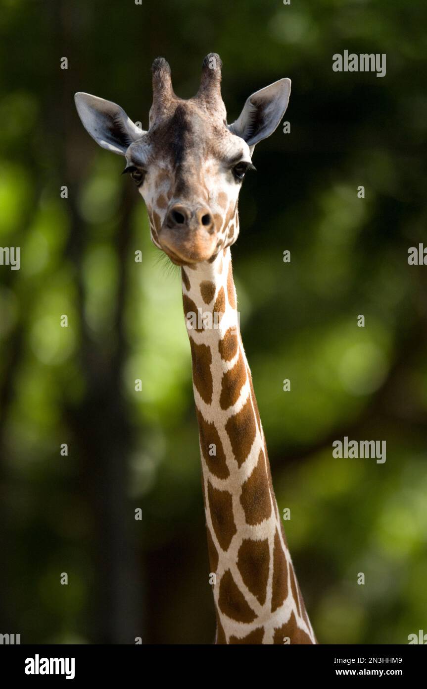 Ritratto di una giraffa reticolata (Giraffa camelopardalis reticulata) in uno zoo; Omaha, Nebraska, Stati Uniti d'America Foto Stock