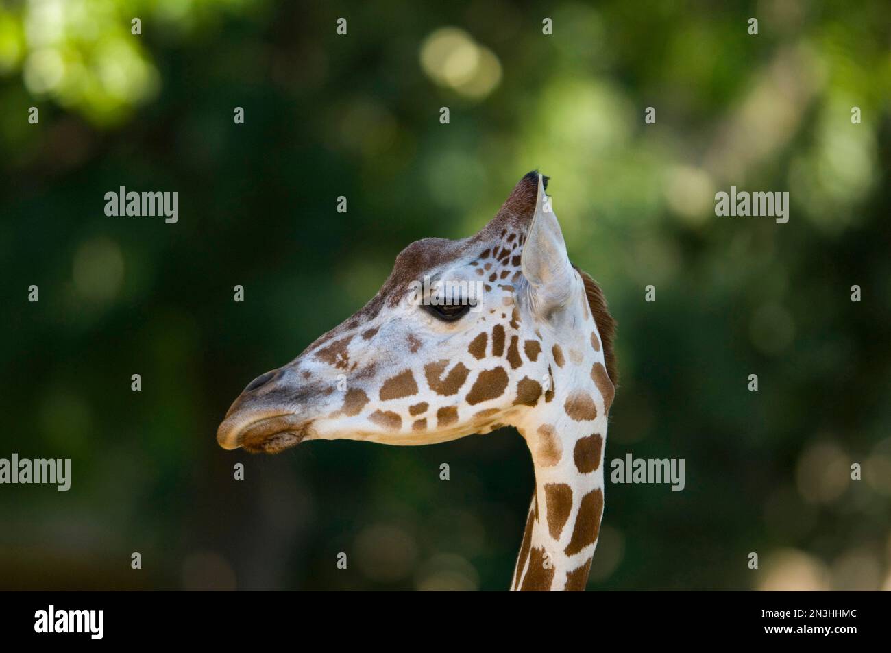 Primo piano della testa di una giraffa reticolata (Giraffa camelopardalis reticulata) in uno zoo; Omaha, Nebraska, Stati Uniti d'America Foto Stock