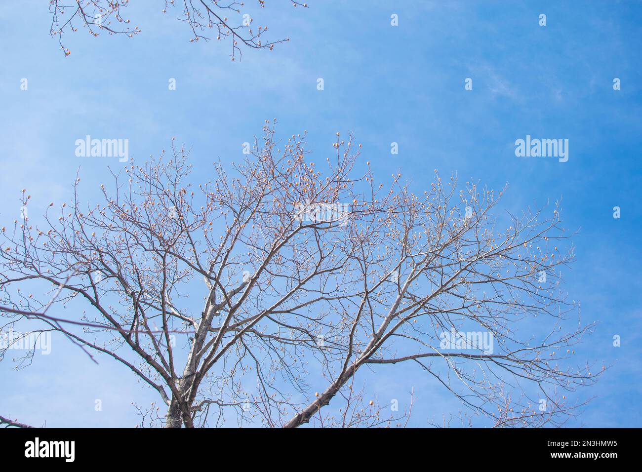 A nudo i rami degli alberi su un pallido sfondo bianco Foto Stock