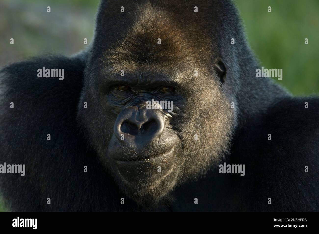 Ritratto ravvicinato di un gorilla di pianura occidentale (Gorilla gorilla gorilla) in uno zoo; Wichita, Kansas, Stati Uniti d'America Foto Stock