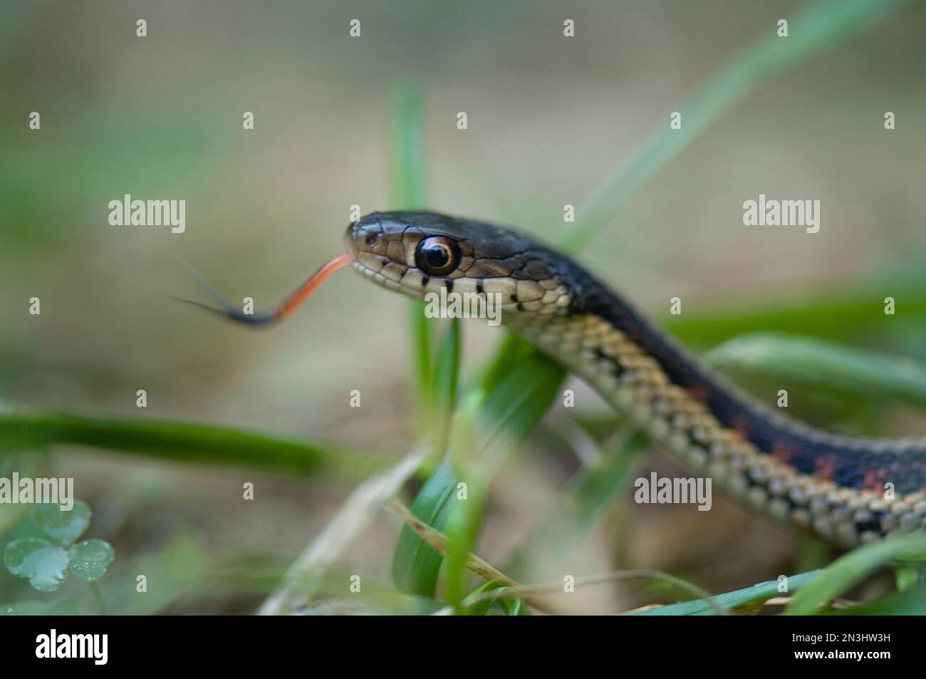 Serpente della giarrettiera dai lati rossi (Thamnophis sirtalis parietalis) a terra con la lingua fuori; Princeton, Nebraska, Stati Uniti d'America Foto Stock