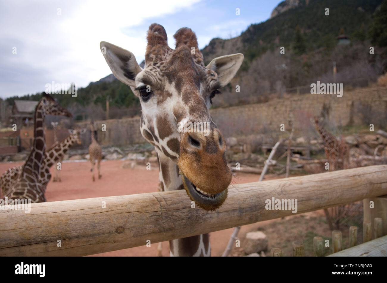 La giraffa reticolata (Giraffa camelopardalis reticulata) si affaccia su una recinzione dello zoo. Lo zoo di Cheyenne Mountain ospita i ... più grandi del Nord America Foto Stock