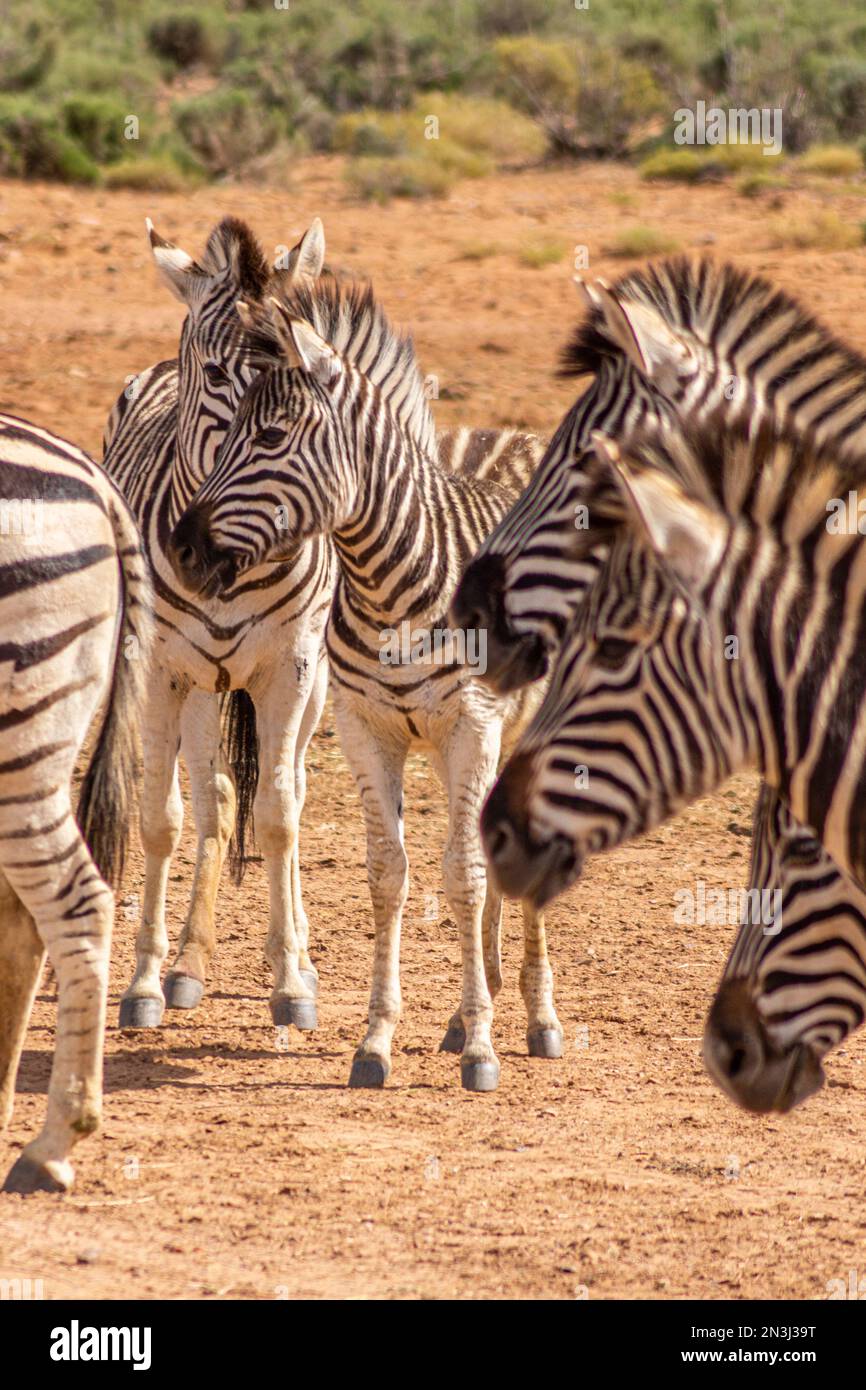 Ritratto di zebre in piedi Foto Stock