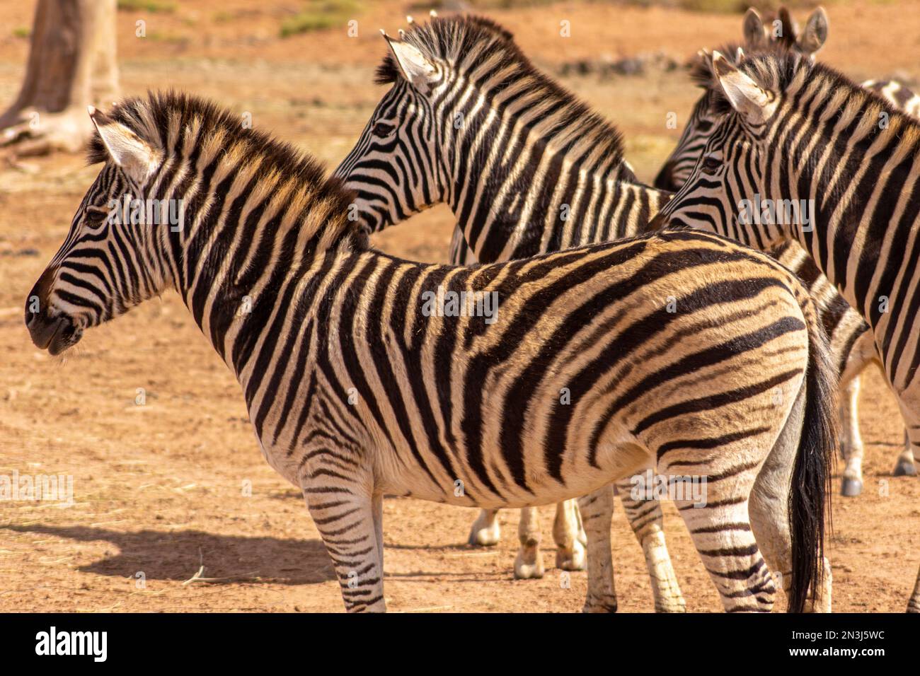 Una mandria di zebre in piedi e staring Foto Stock