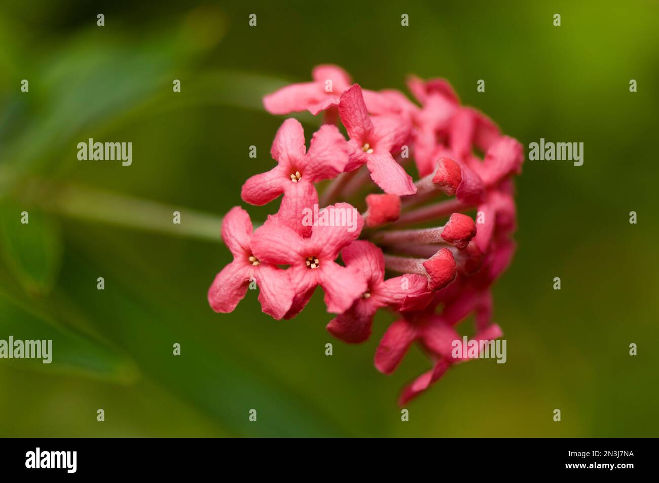 Flame of the Woods (Ixora coccinea), una specie di pianta del genere lxora proveniente dall'India; Asheboro, North Carolina, Stati Uniti d'America Foto Stock