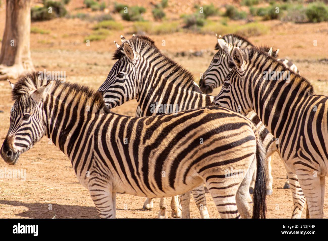 Un raduno di zebre in piedi e fissare Foto Stock