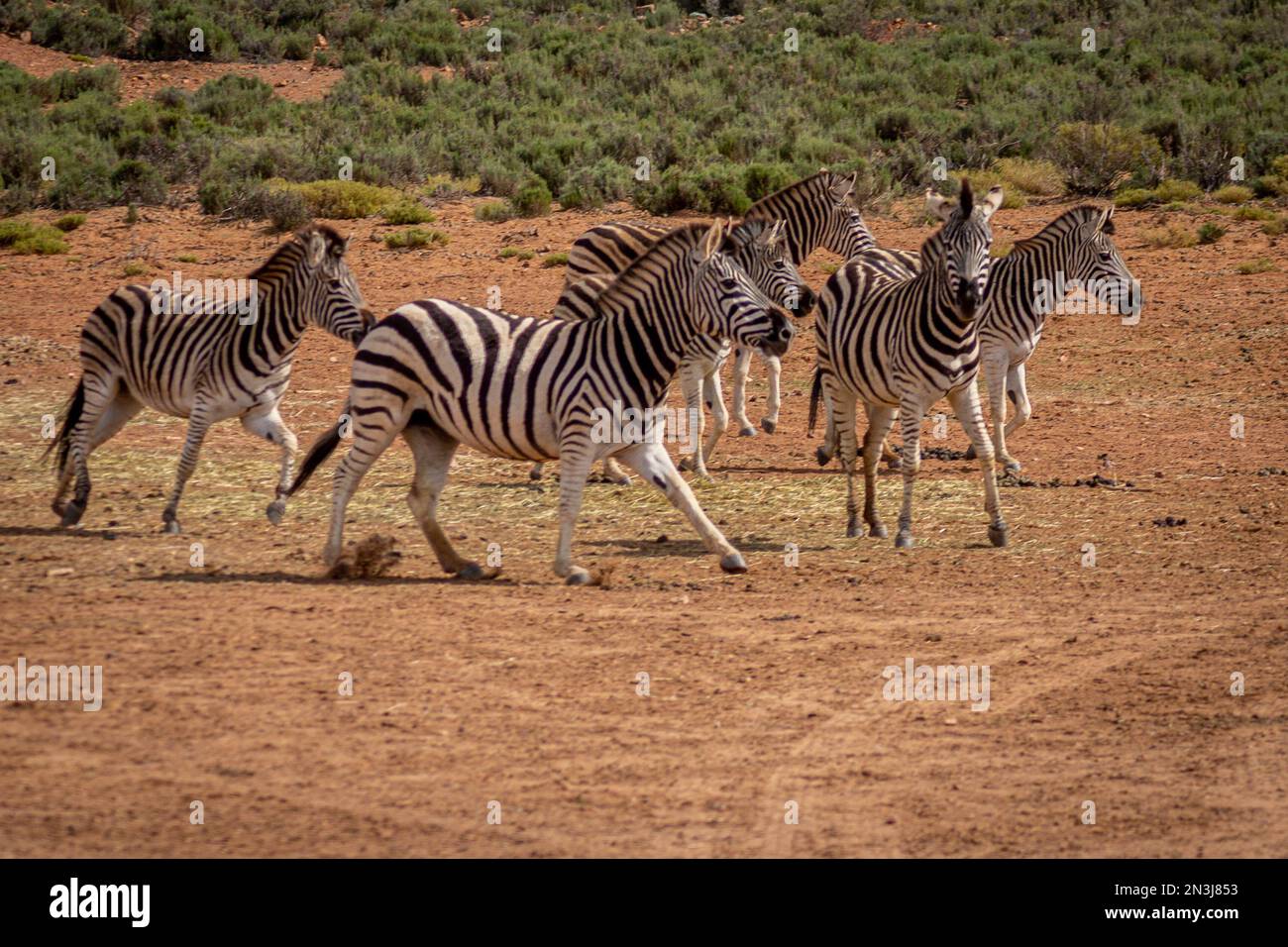 Mandria di zebra Foto Stock