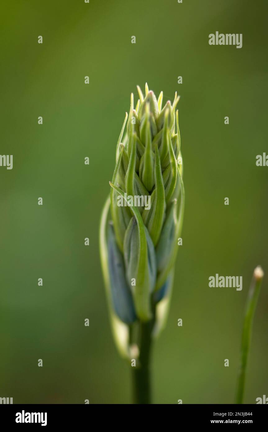 Primo piano del bocciolo di un grande fiore di Camas (Camassia leichtlinii); Duncan, Columbia Britannica, Canada Foto Stock