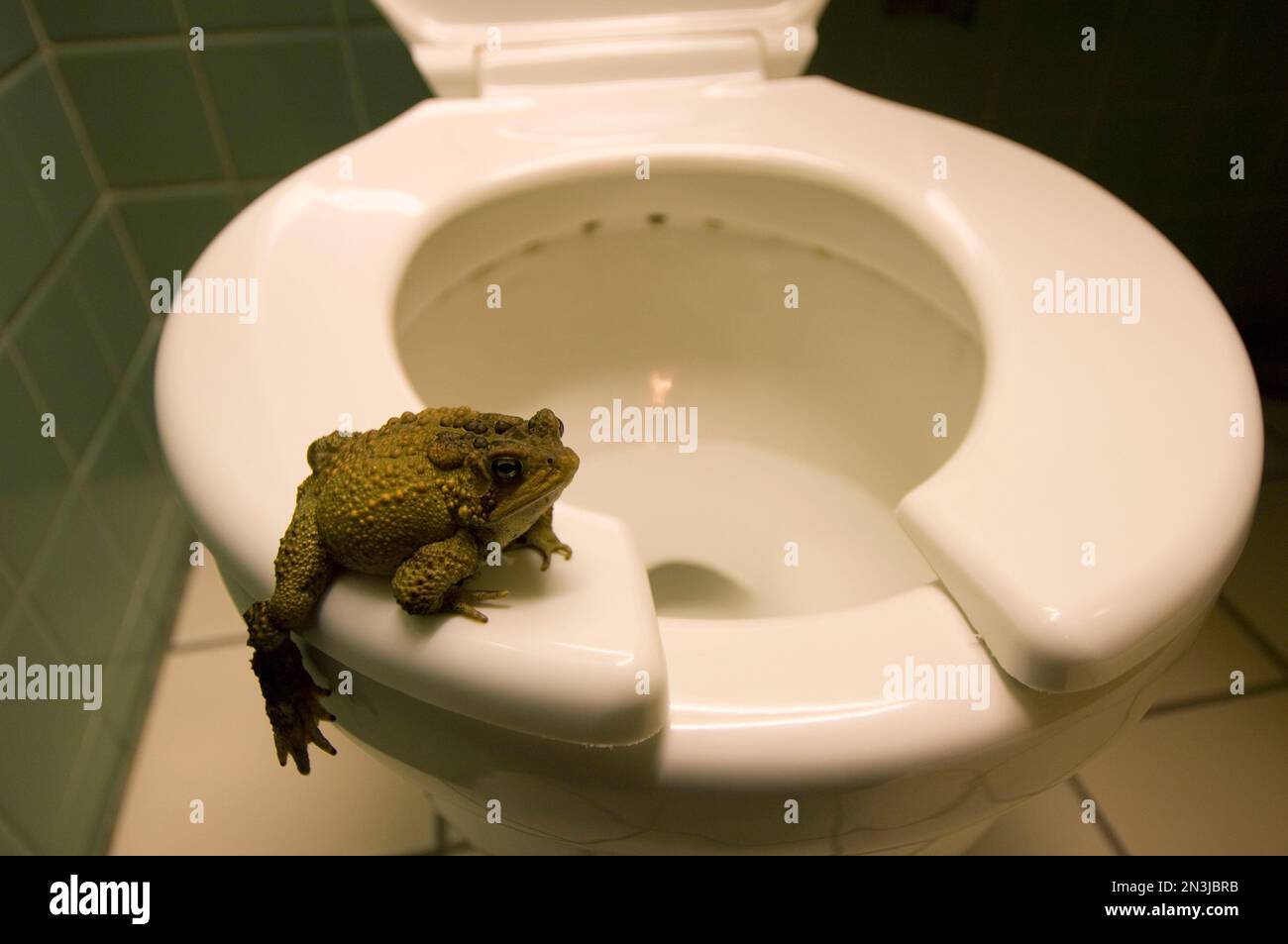 Rospo dell'America orientale (Anaxyrus americanus americanus) sul sedile del WC in una stanza da bagno del motel; Watertown, New York, Stati Uniti d'America Foto Stock