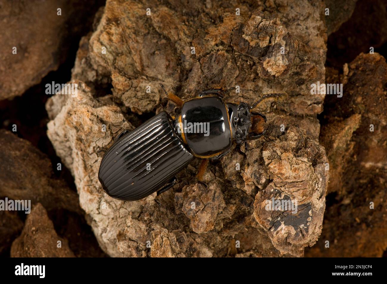 Bess Beetle, o scarabeo in pelle verniciata (Odontotaenius disjunctus), su una roccia; Lincoln, Nebraska, Stati Uniti d'America Foto Stock