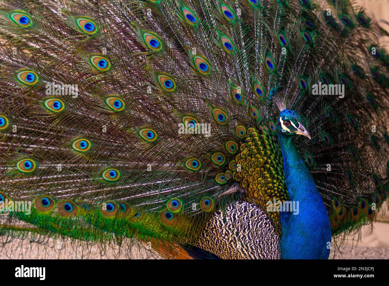 Peacock con piumaggio completo Foto Stock