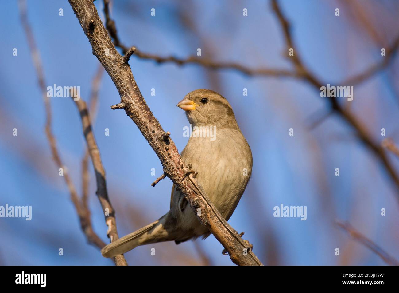 Passero inglese (Passer domesticus), passero della casa, arroccato su un ramo di albero contro un cielo blu; Lincoln, Nebraska, Stati Uniti d'America Foto Stock