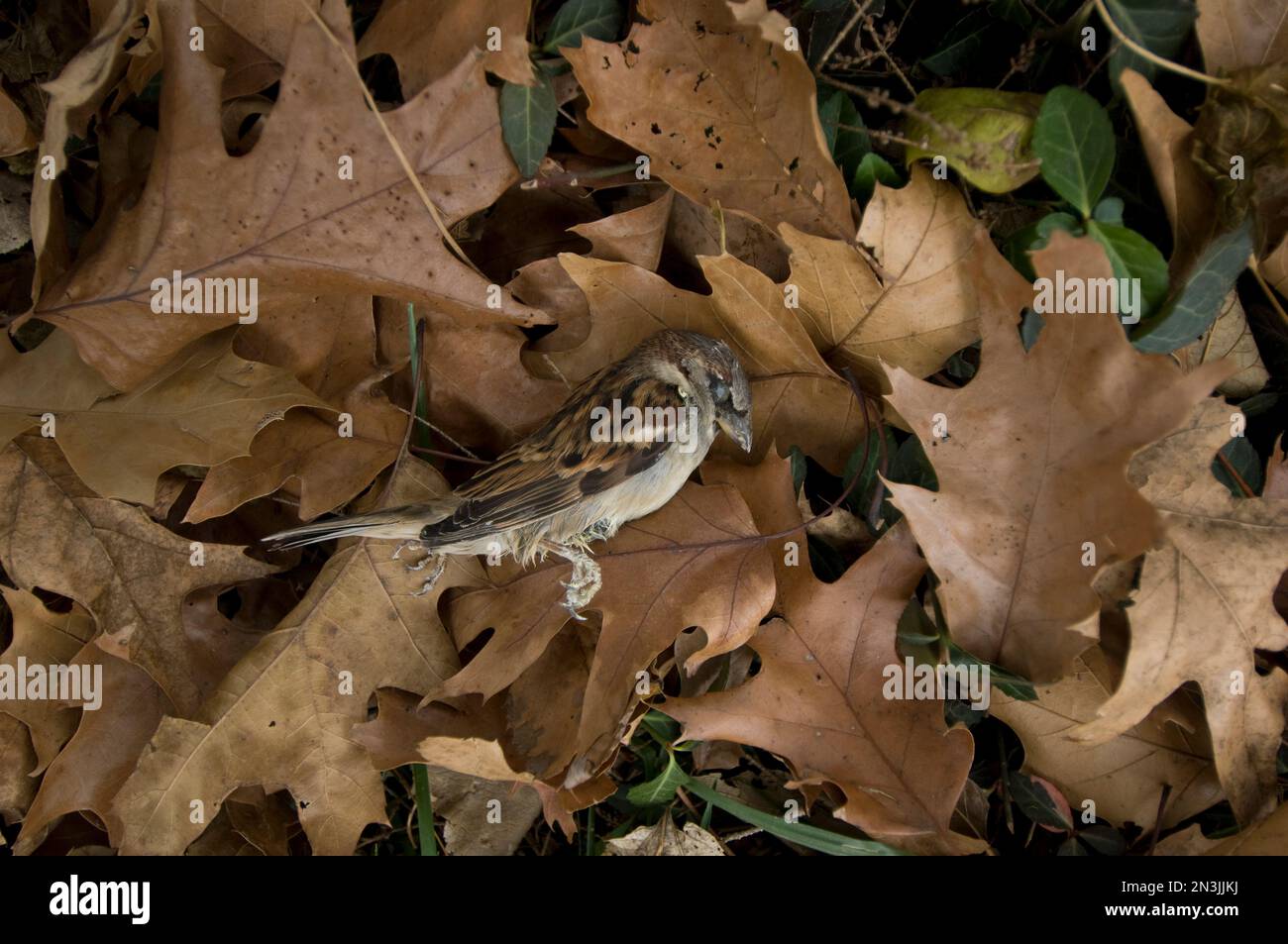 Passero della casa morta (Passer domesticus) sdraiato in un letto di foglie a terra, vittima di una collisione con un edificio Foto Stock